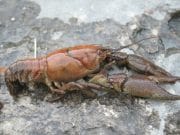 CRAYFISH PLAGUE – EMERGENCY CONTAINMENT MEASURES White clawed crayfish
