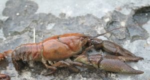 White clawed crayfish