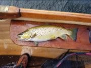 Dick Warner’s Great Fishing Odyssey airing on Eir Sport this Sunday evening fat trout