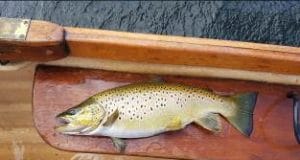 fat trout