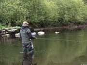 A few good salmon about the Lee lee