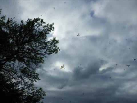 Lough Sheelin’s reenactment of Tchaikovsky’s ‘Waltz of the snowflakes’