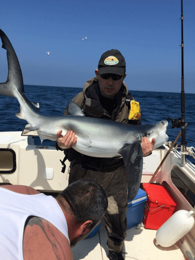 blueshark