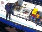 Massive 900lb sixgill shark for Clare Dragoon