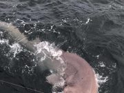 Monster shark – 1500lb – caught of Clare coast! sixgill shark