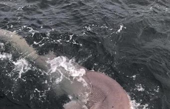sixgill shark