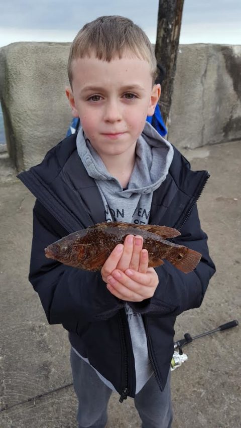 Wrasse