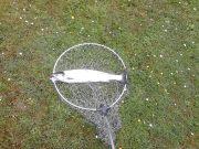 Grilse running the Erriff, prospects good 3.75lbs. ranched grilse Kevin Attride