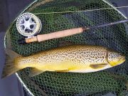Mixed hatches on Corrib provide good sport A beautiful Corrib trout caught on a Caenis pattern. Photo: Larry McCarthy