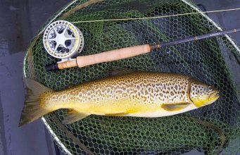 Mixed hatches on Corrib provide good sport A beautiful Corrib trout caught on a Caenis pattern. Photo: Larry McCarthy