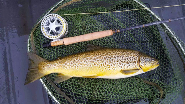 A beautiful Corrib trout caught on a Caenis pattern. Photo: Larry McCarthy