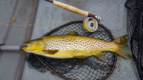 Golden perfection - a beautiful Corrib trout just under 4lbs. Photo: Larry McCarthy