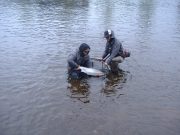 Moy anglers land 268 salmon, river fishing very well Quentin Condo