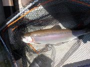 Knockaderry fishing well, nymphs doing best trout