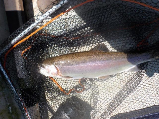 trout