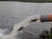 Carrigavantry stocked for summer angling stocking fish