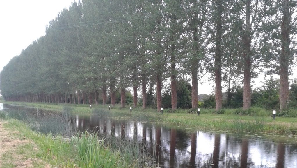 The Grand Canal in Whitehall, Tullamore, looking well after peg clearance for the junior league.