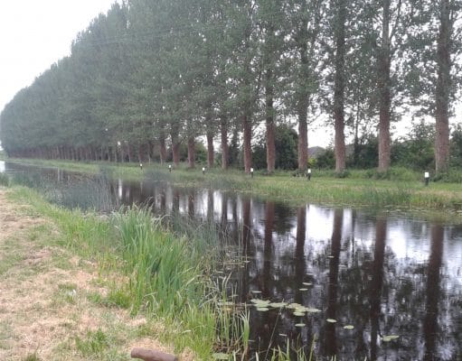 The Grand Canal in Whitehall, Tullamore, looking well after peg clearance for the junior league.