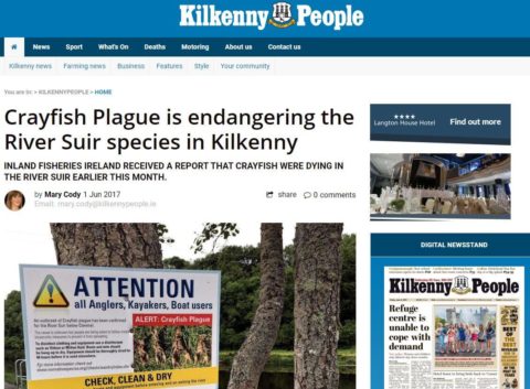 Crayfish Plague is endangering the River Suir species in Kilkenny