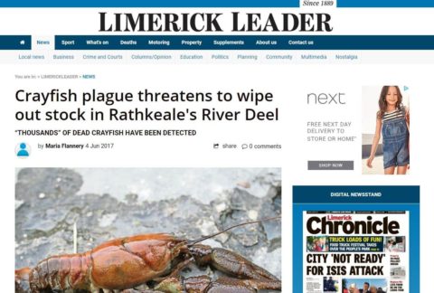 Crayfish plague threatens to wipe out stock in Rathkeale's River Deel “THOUSANDS” OF DEAD CRAYFISH HAVE BEEN DETECTED