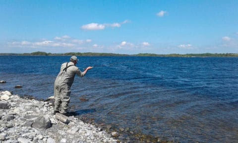 John Webb stalks a feeding fish during lunch