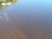 Positive coarse angling reports from lower Shannon area Juvenile Roach spotted in Meelick on Sunday 18th of June.
