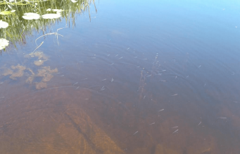 Positive coarse angling reports from lower Shannon area Juvenile Roach spotted in Meelick on Sunday 18th of June.