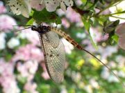 Sheelin May Fly-In – in aid of Youth Suicide Prevention Ireland mayfly on blossom