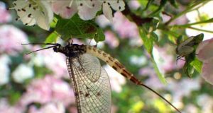 mayfly on blossom