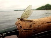 Mayfly up on Corrib, buzzer also producing fish mayfly on rod