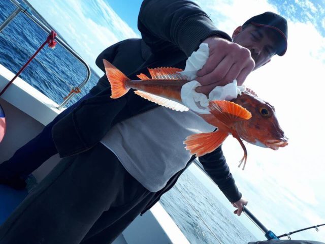 Red gurnard