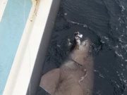 Plenty of species including sixgill shark off Clare coast Sixgill shark