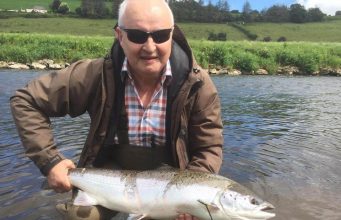 salmon