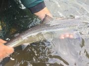 salmon