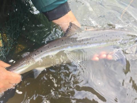 salmon