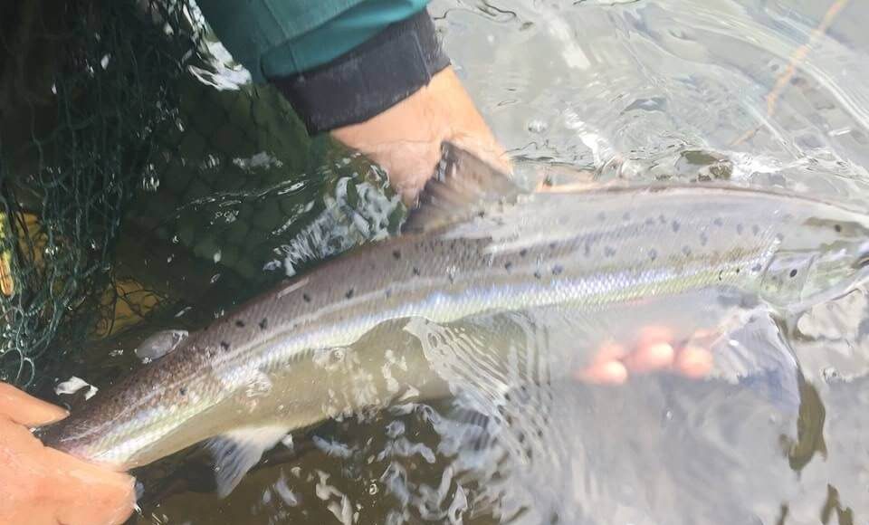 salmon