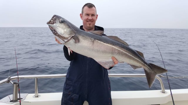Coalfish