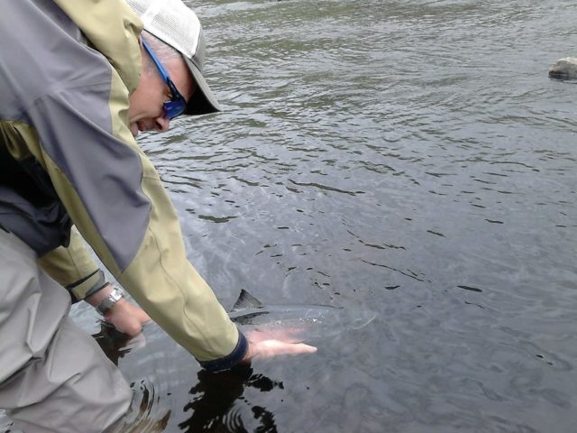 Andrew Beattie releasing his 6lbs grilse 11.07.17 Catch Photo Release