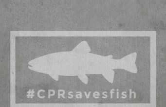 Irish Angling Update – 20 July 2017