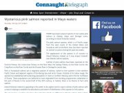Mysterious pink salmon reported in Mayo waters, Connaught Telegraph Mysterious pink salmon reported in Mayo waters