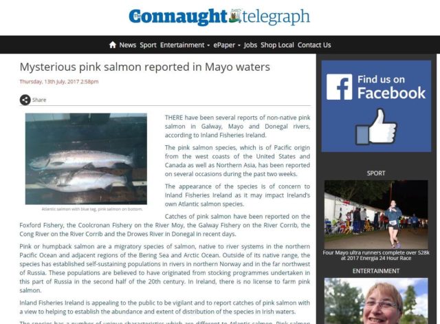 Mysterious pink salmon reported in Mayo waters