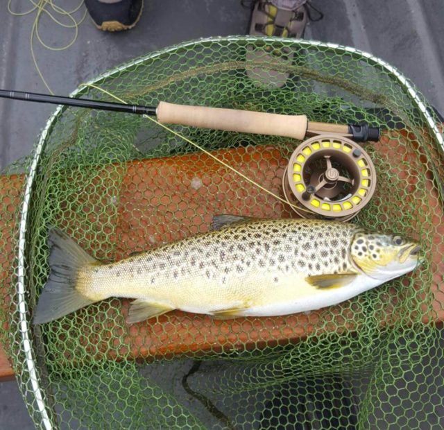 trout