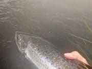 Salmon running at Delphi but hard caught Catch Photo Release salmon