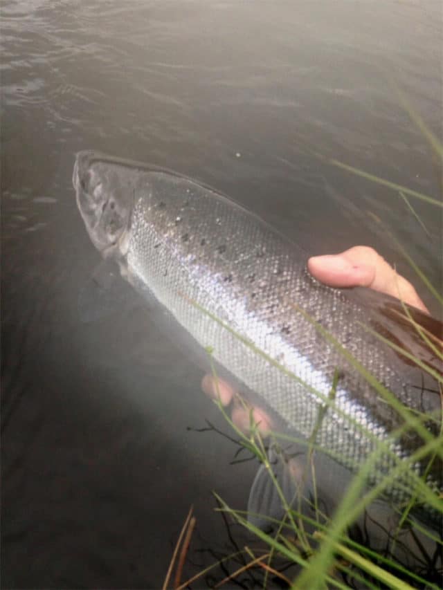 Catch Photo Release salmon