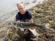 Great bass fishing around south Wexford recently bass