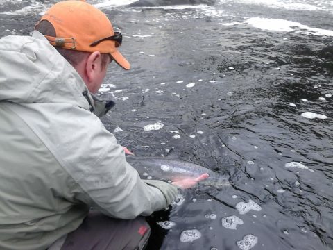 Glen Harmon returning 6lbs wild grilse below the falls