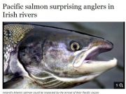 Pacific salmon surprising anglers in Irish rivers, Irish Independent Pacific salmon surprising anglers in Irish rivers