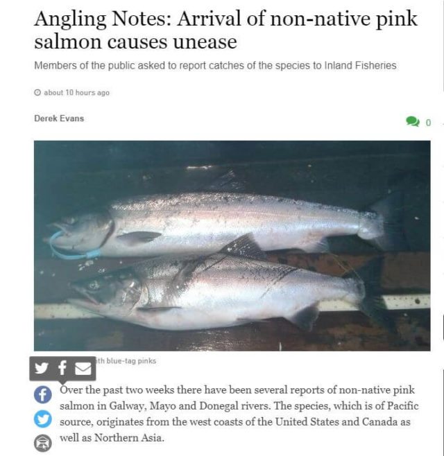Angling Notes: Arrival of non-native pink salmon causes unease