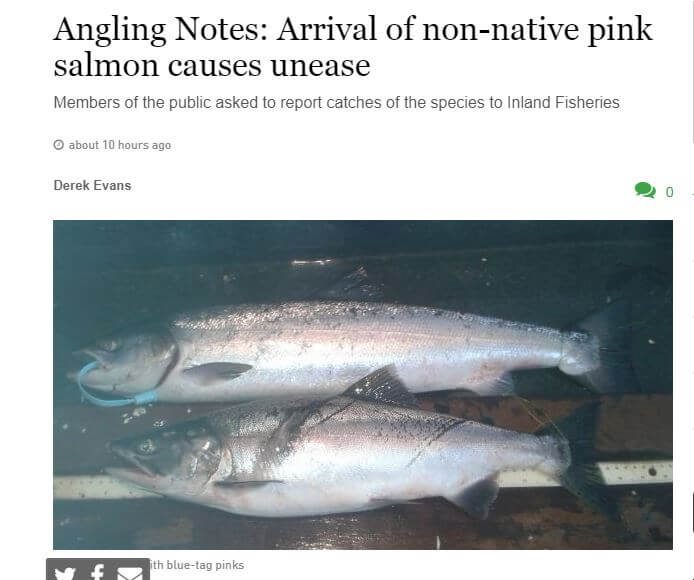 Angling Notes: Arrival of non-native pink salmon causes unease