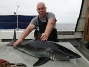 Blue sharks showing well in Cork Fishing on board Tigger in July